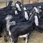 تيوس وجفرات