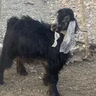 تيس جذع مشروط ضراب حار