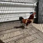 ديك بوم احمر مستوى تب
