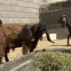 تيس طيب