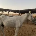 حصان نضيف طيب شرط