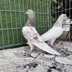 جوز لاكا اساس