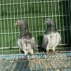 حمام باكستاني كمنجر و فقير