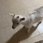 ماعز سينان القزم