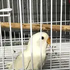 فرخ روز البينو