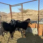 تيس فحل