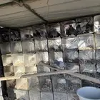 حمام دحول قوي وسبوق