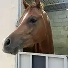 حصان مكس ولد  ديزاين فور لايف