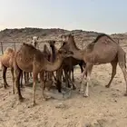 قعدان للبيع