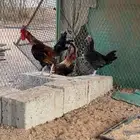 ديكه