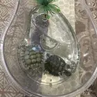 سلحفاه للبيع