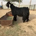 للبيع تيس عارضي