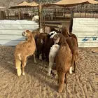 الشميسي طريق الخواجات