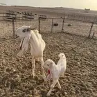 عنز