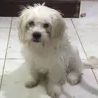 Maltese Puppy