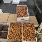 تمور القصيم