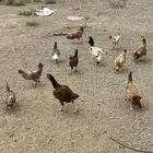 دجاج للبيع