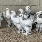 للبيع صوص براهما كولمبي