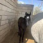 للبيع مهر عربي شعبي