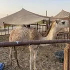 بكار مفاريد