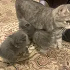 قطط لاتبني 6 قطط