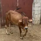 حسيل تربيه العمر سنه وثلاث شهور