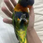 استقبل طيور لتبني