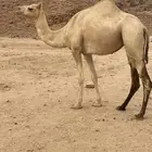 ناقه هجن شيخه