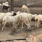 رخال مهجنات