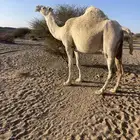 القحه. مزيونه.