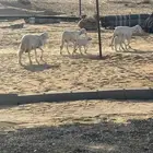 ولد 4 تحتهن 4 خرفان شرط روم وسلم