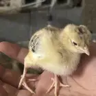 صوص دجاج بلدي