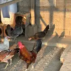دجاج وديوك لبيع