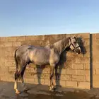 حصان شعبي