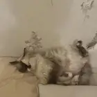 قطوه للبيع