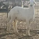 خروف حري