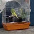 3 طيور بادجي للبيع