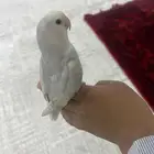 روز