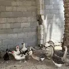 بط مصري ووز عراقي