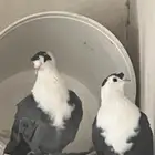 حمام لبناني