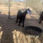 جفره رباع