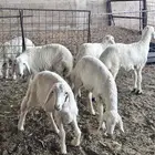 رخال مقاني