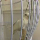 بغبغاء روز ابيض