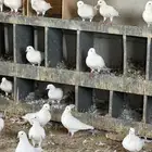 حمام فرنسي