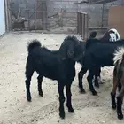 تيوس للبيع