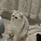 قط ذكر للتزاوج