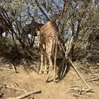 للبيع قعود ع حليب