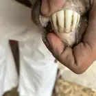 ماعز محايلي دهم و جنوبيه