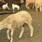 خرفان حريات للبيع العدد15