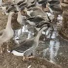 وز عراقي للبيع الوز العراقي